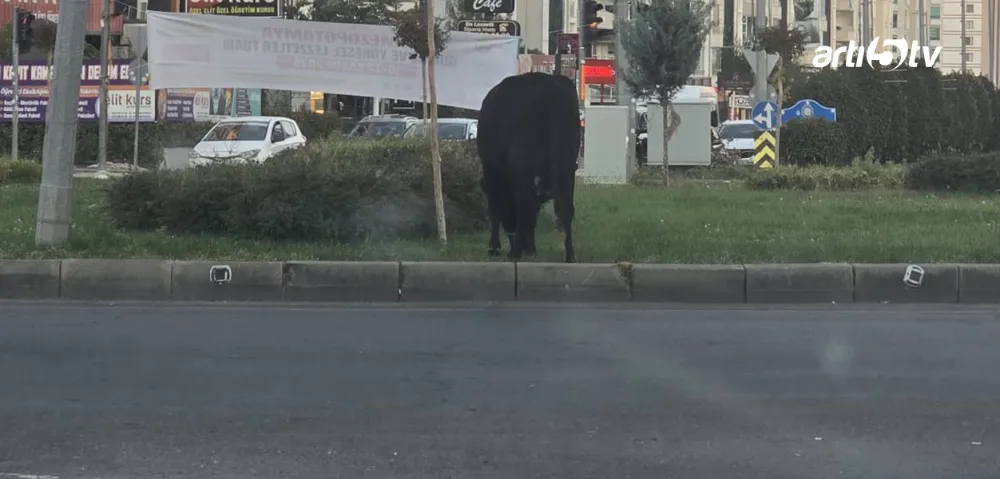 Hindistan değil, Diyarbakır